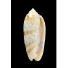 miniacea sylvia 77,0mm