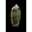 irisans oldi 56,0mm VANUATU