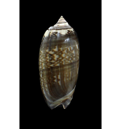 irisans oldi 56,0mm VANUATU