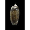 irisans oldi 56,0mm VANUATU