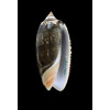 irisans oldi 56,0mm VANUATU