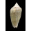 virescens 87,0mm