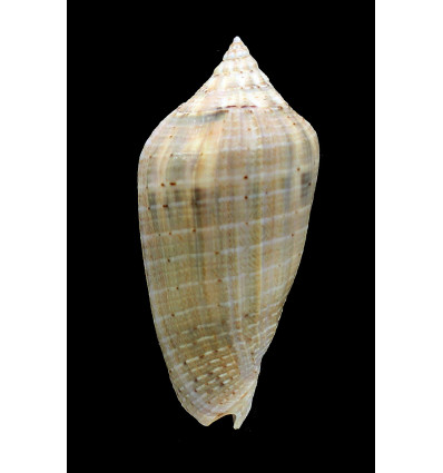 virescens 87,0mm