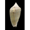 virescens 87,0mm
