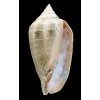 virescens 87,0mm