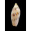maculata 84,0mm