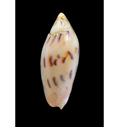 maculata 84,0mm