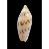 maculata 84,0mm