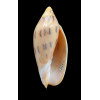 maculata 84,0mm