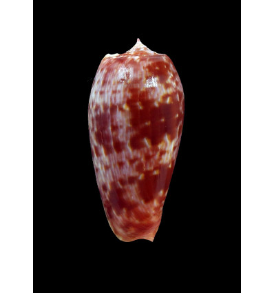 bullatus pongo 54,0mm