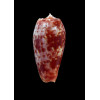 bullatus pongo 54,0mm