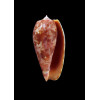 bullatus pongo 54,0mm