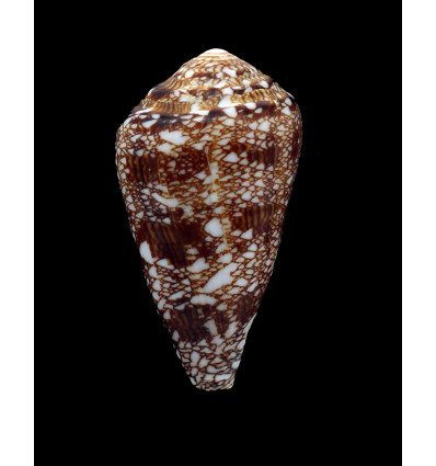 dalli 62,0mm