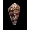 dalli 62,0mm