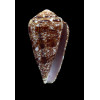 dalli 62,0mm