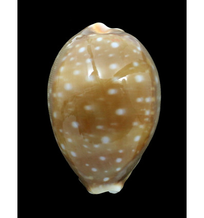 vitellus 71,0mm