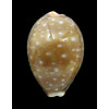 vitellus 71,0mm