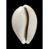 vitellus 71,0mm