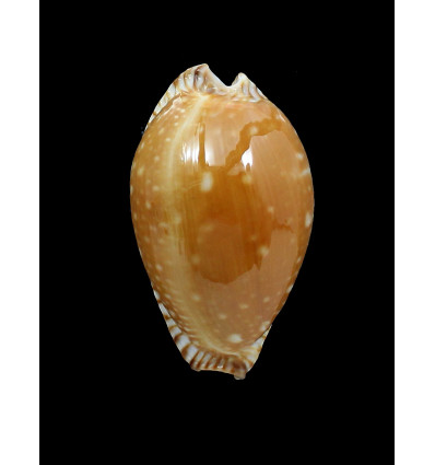 guttata azumai 58,5mm
