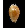guttata azumai 58,5mm
