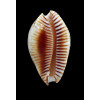 guttata azumai 58,5mm