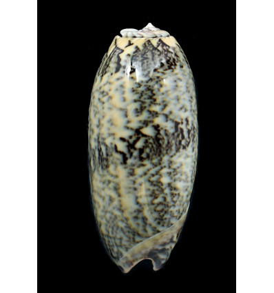 sericea granitella 81,0mm