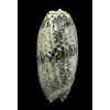sericea granitella 81,0mm