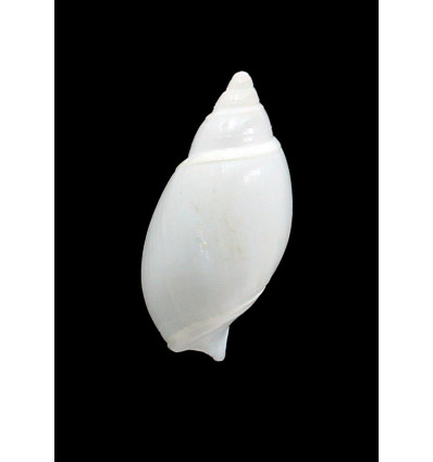 albicans 34,0mm RARE