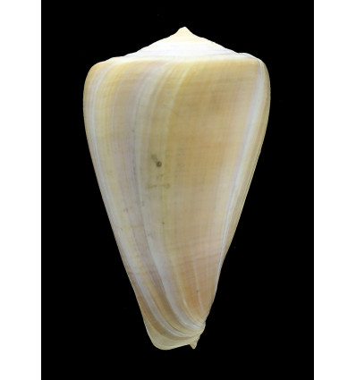 patricius 105,0mm RARE SIZE