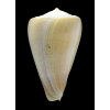 patricius 105,0mm RARE SIZE