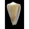 patricius 105,0mm RARE SIZE