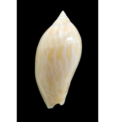 guttata 49,0mm