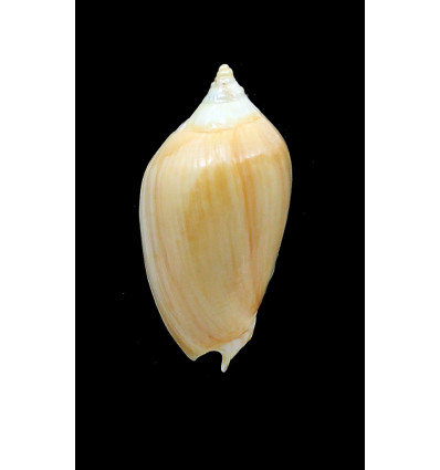 zebra 48,0mm GOLDEN FORM