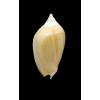 zebra 48,0mm GOLDEN FORM