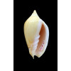 zebra 48,0mm GOLDEN FORM