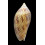 undulata angasi 71,0mm DARK