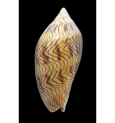 undulata angasi 71,0mm DARK