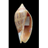 undulata angasi 71,0mm DARK