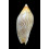 undulata 75,0mm SUPERB