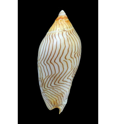 undulata 75,0mm SUPERB