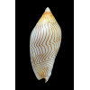undulata 75,0mm SUPERB