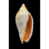 undulata 75,0mm SUPERB