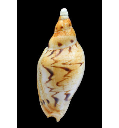 fulgetrum 127,0mm