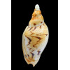 fulgetrum 127,0mm