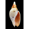 fulgetrum 127,0mm