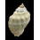 haemastoma 78,0mm BIG