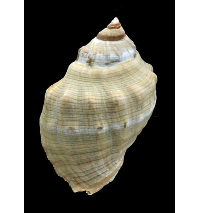 haemastoma 78,0mm BIG