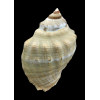 haemastoma 78,0mm BIG