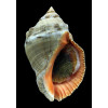 haemastoma 78,0mm BIG