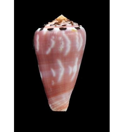 gauguini 60,0mm